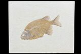 Uncommon Phareodus Fish Fossil - Visible Teeth #85526-1